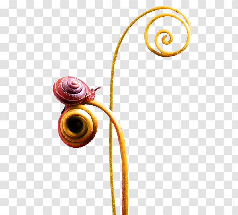 Snail Euclidean Vector - Polymita Picta - Snails Transparent PNG