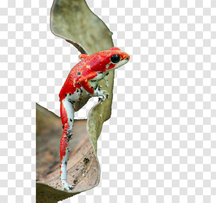 Strawberry Poison-dart Frog Reptile Amphibian Blue Poison Dart - Glass - Black Eyed Flame Transparent PNG