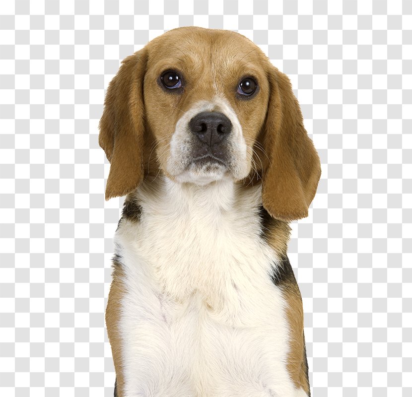 Beagle-Harrier English Foxhound American - Scent Hound - Puppy Transparent PNG