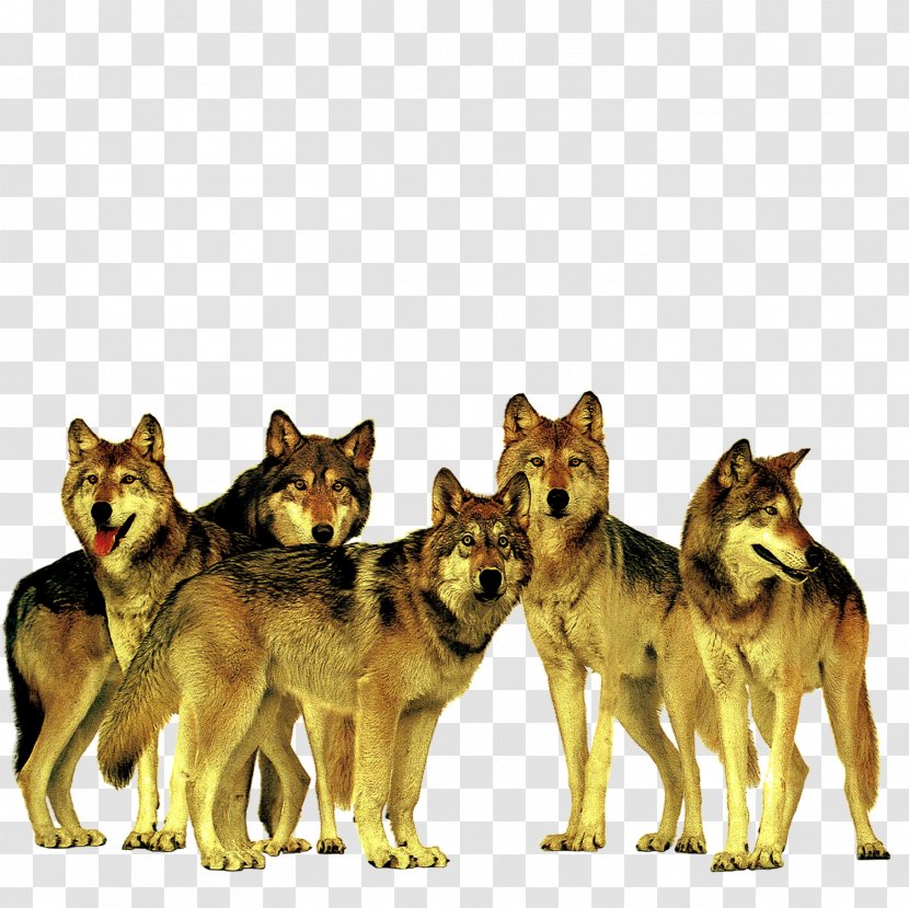 Gray Wolf Advertising Accenture Company - Ferocious Transparent PNG