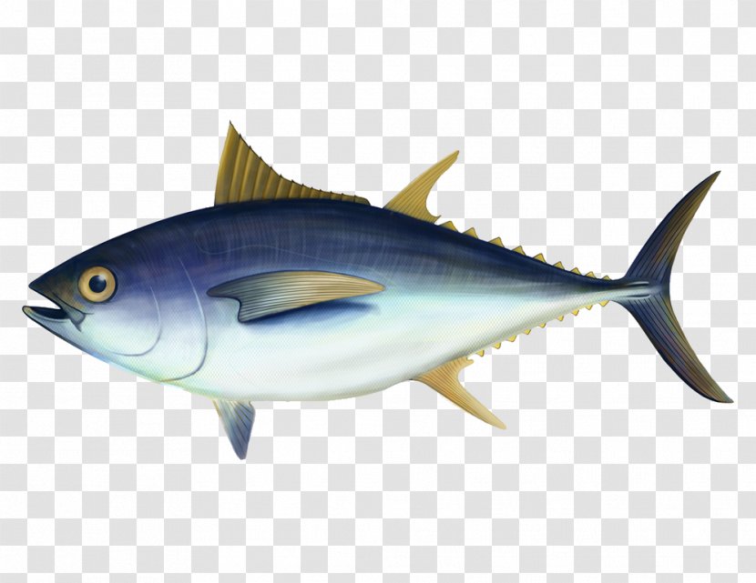 Bigeye Tuna Swordfish Euthynnus Lineatus Delivery - Organism - Fish Transparent PNG