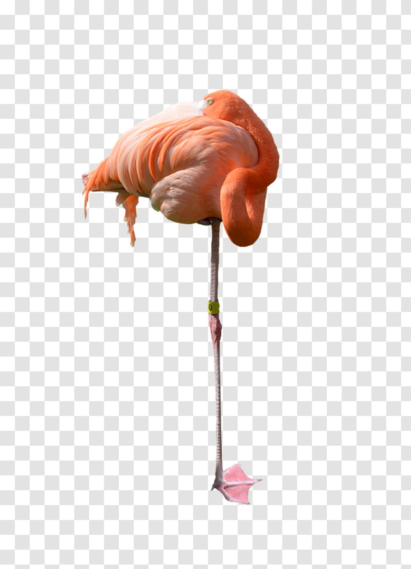 Flamingo Stock Photography - Deviantart Transparent PNG