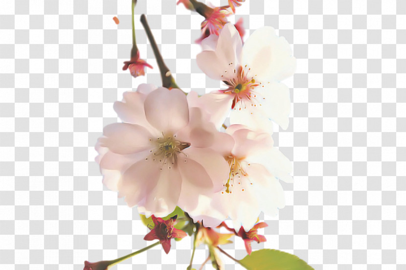 Cherry Blossom Transparent PNG