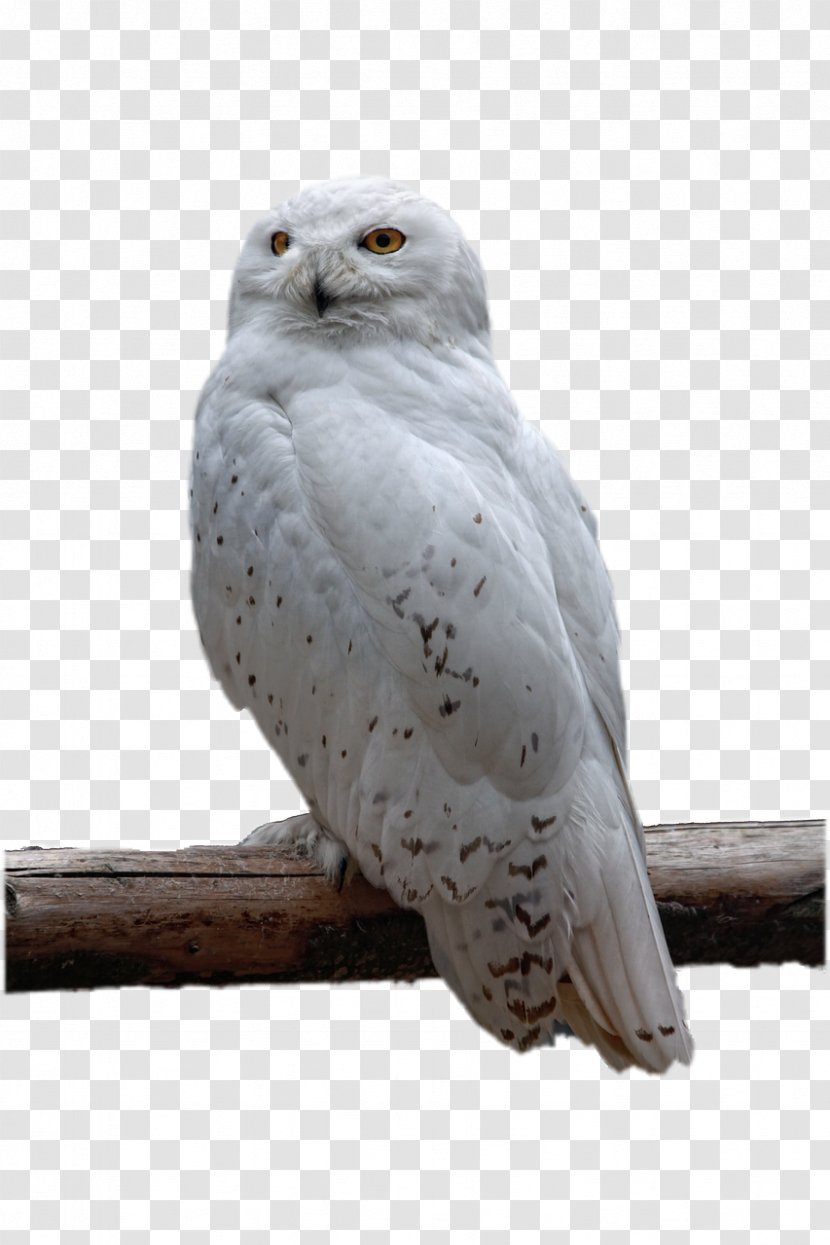 Owl Bird Download - Photography - White Transparent PNG