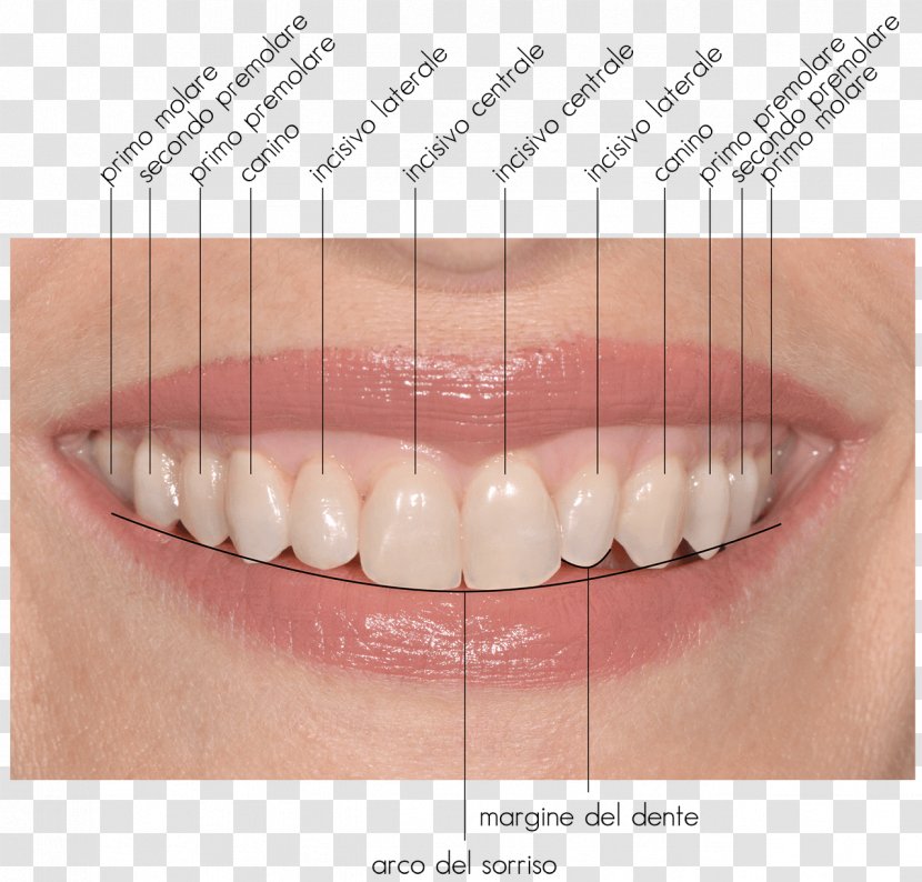 Tooth Close-up - Eyelash - Sorriso Transparent PNG