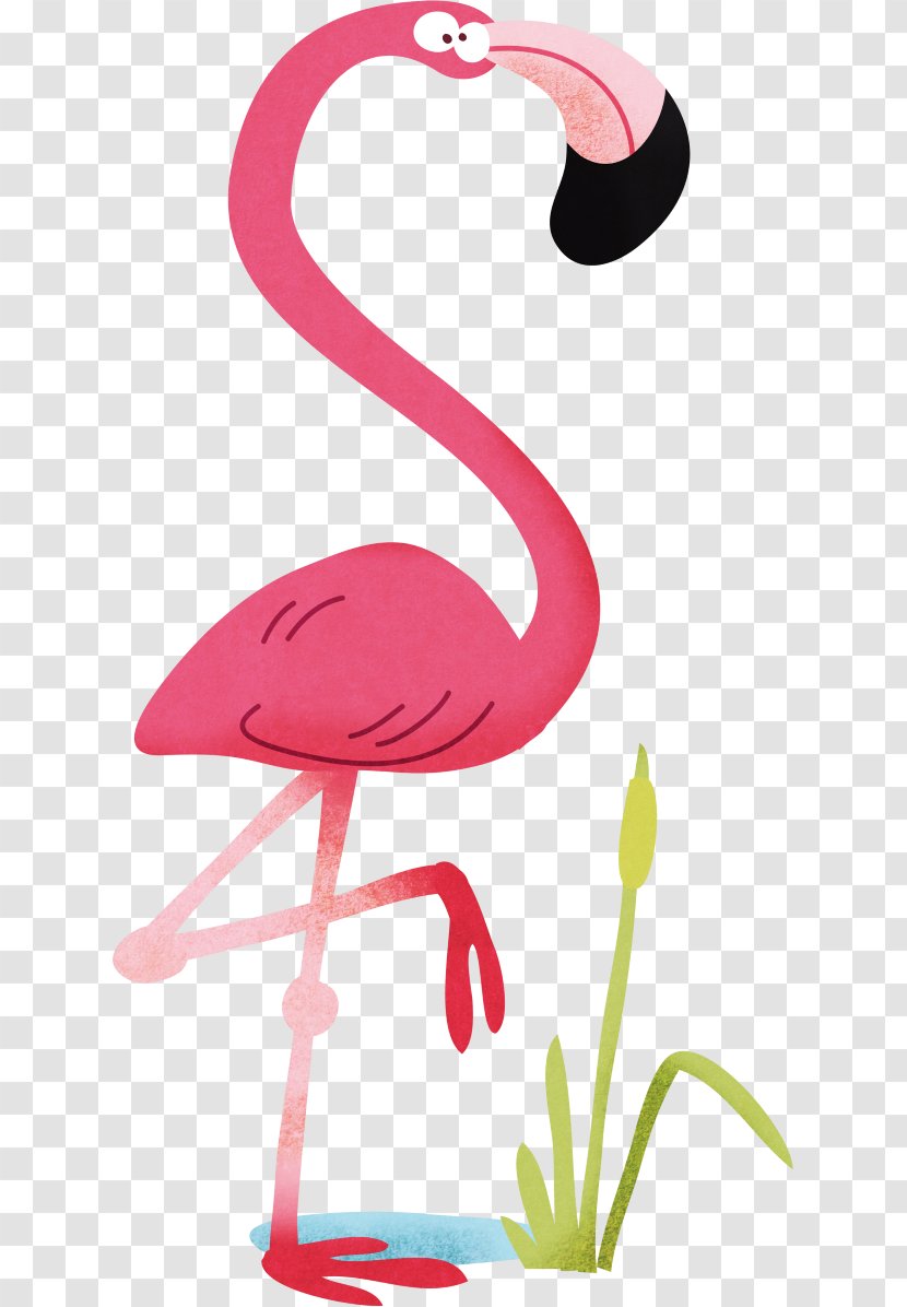 Flash Cards Birds For Kids. Flamingo Beak - American - Bird Transparent PNG