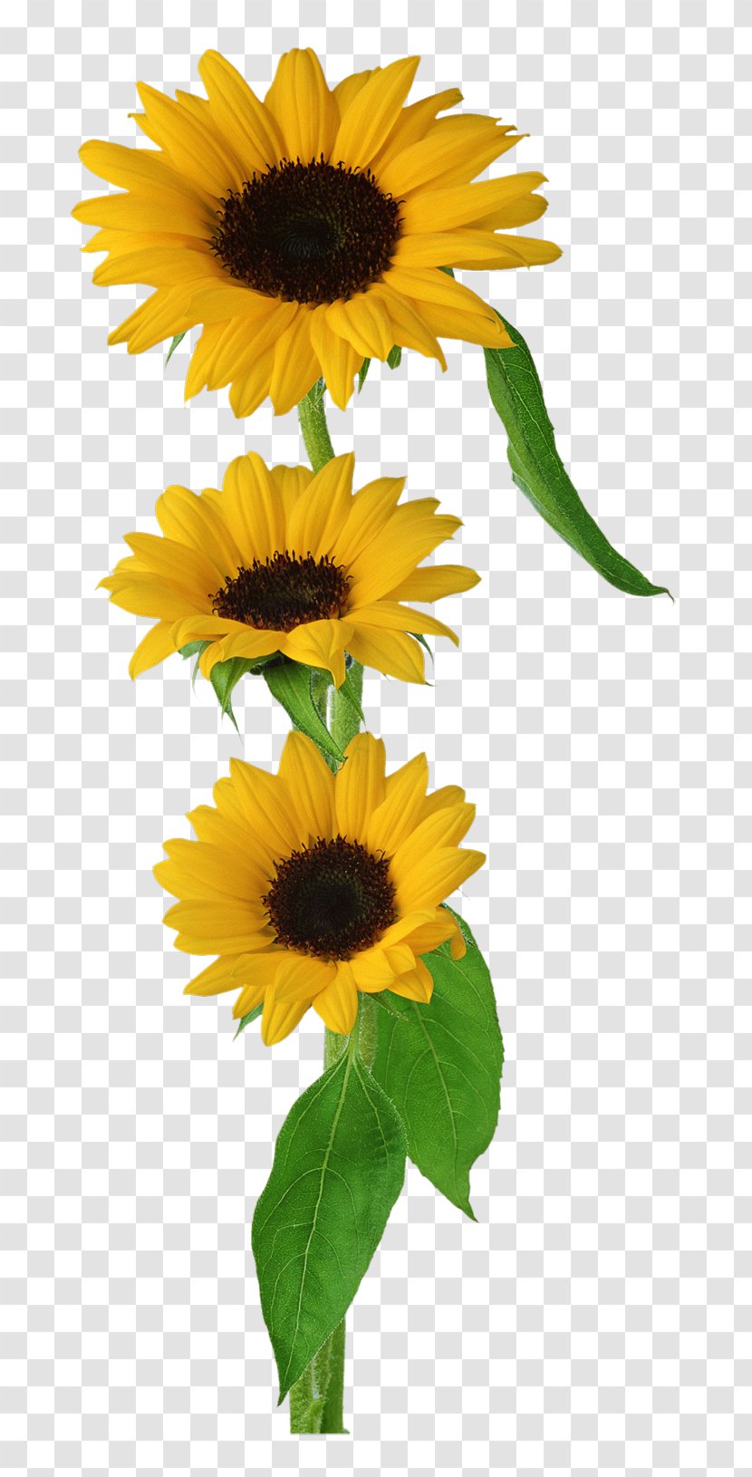 Common Sunflower Clip Art - Daisy Family - Oil Transparent PNG