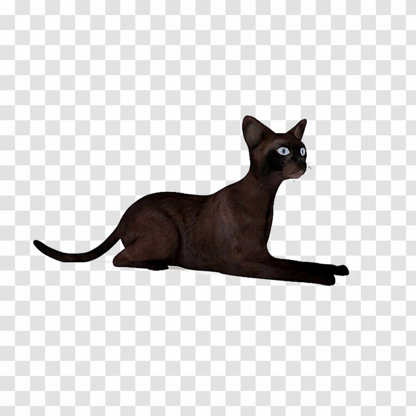 3D Modeling Texture Mapping Autodesk 3ds Max Computer Graphics FBX - Domestic Shorthaired Cat - Black Transparent PNG