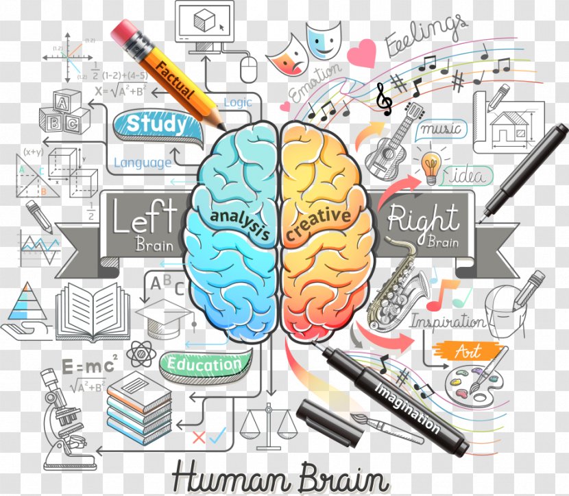 Human Brain Euclidean Vector Illustration - Frame - Color And Pencils Transparent PNG