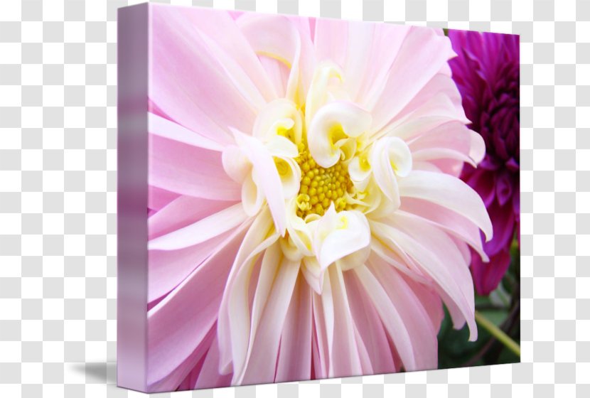 Cut Flowers Floristry Floral Design Daisy Family - Pink - Pastel Flower Transparent PNG