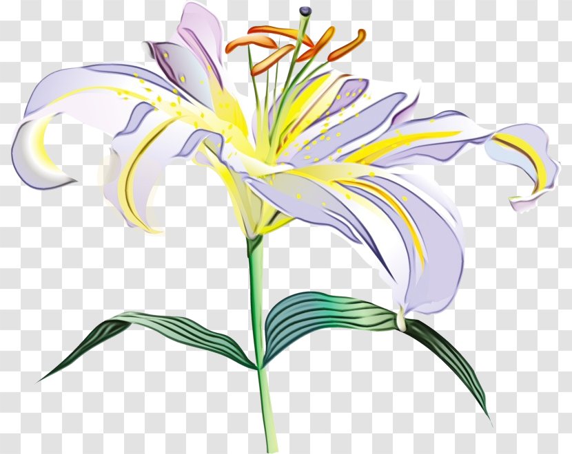 Flower Flowering Plant Lily Pedicel - Daylily Family Transparent PNG