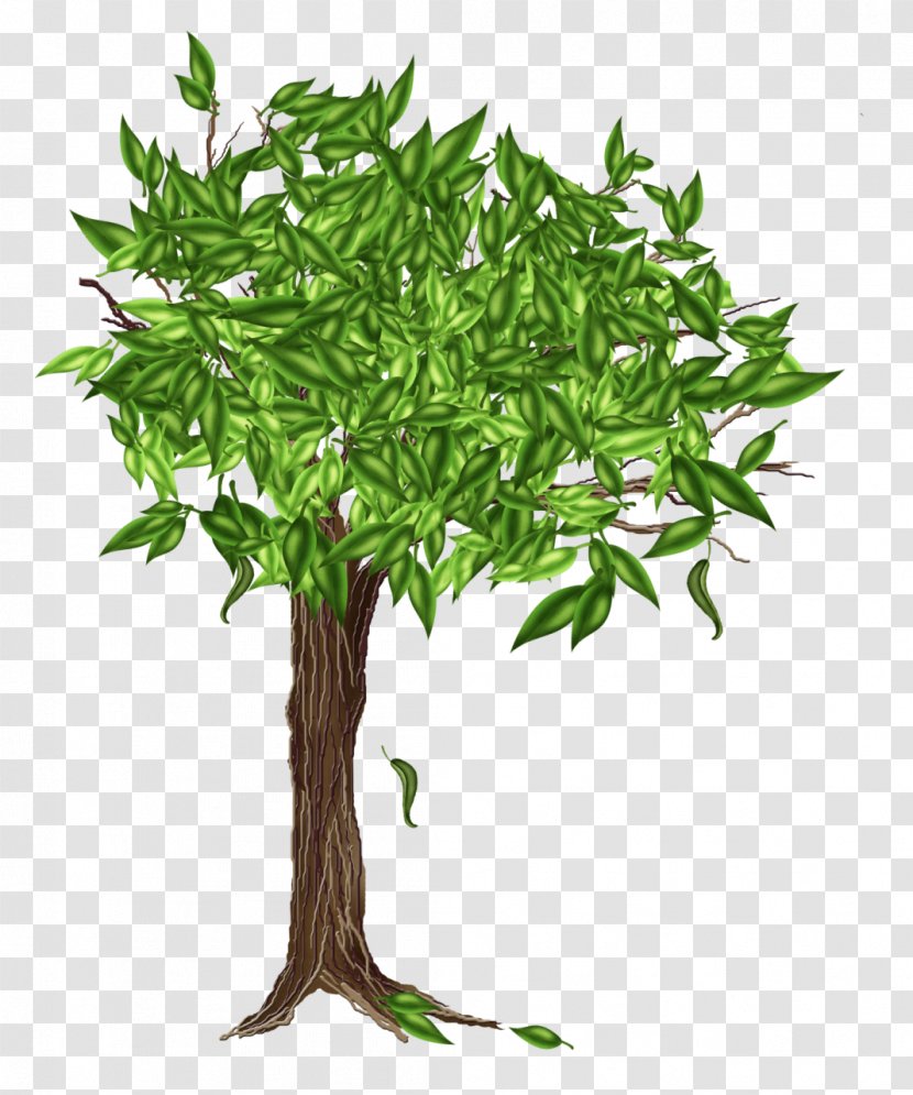 Drawing Tree Clip Art - Plant - Eucalipt Transparent PNG