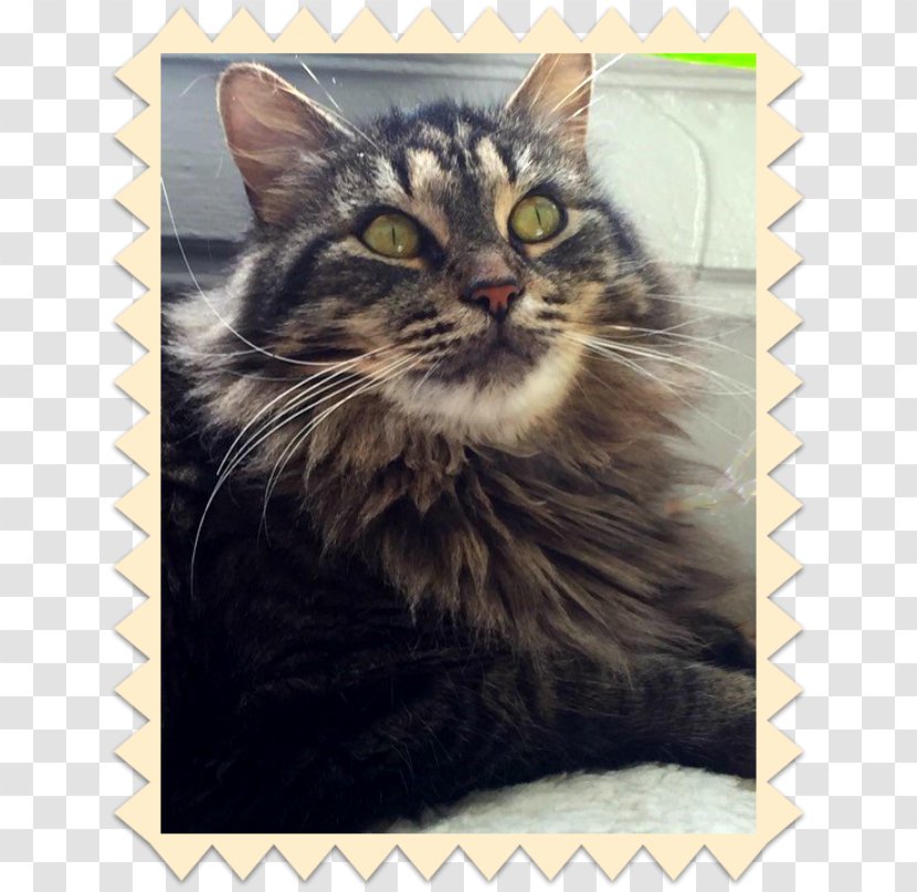 Siberian Cat Maine Coon Norwegian Forest European Shorthair Dragon Li - Domestic Long Haired - Kitten Transparent PNG