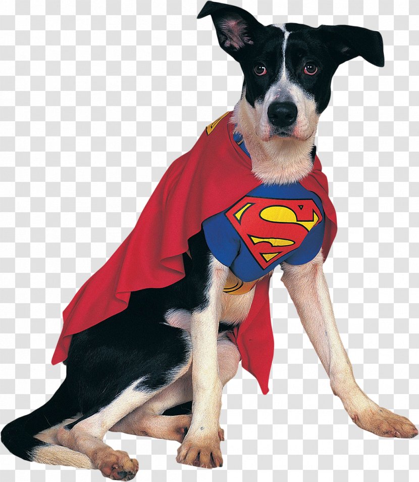 German Shepherd Spider-Man Superman Superhero Costume - Dogs Transparent PNG