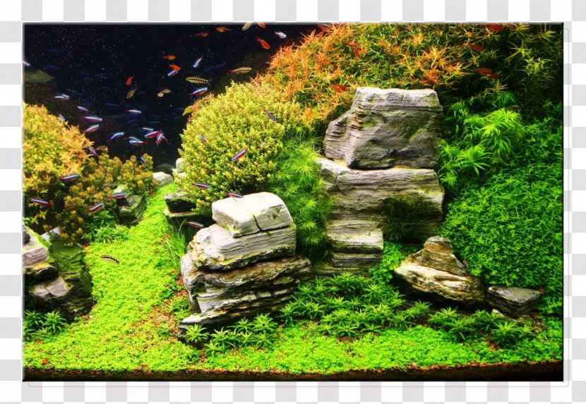 Aquariums Aquascaping Goldfish Rock - Aquarium - Floating Island Transparent PNG