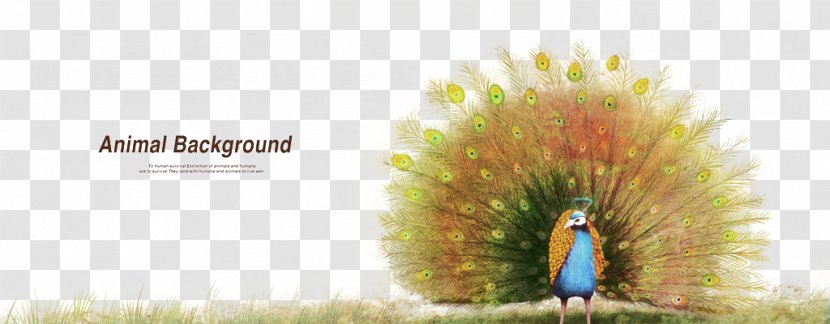 Graphic Design Peafowl Tiger - Text - Peacock Transparent PNG