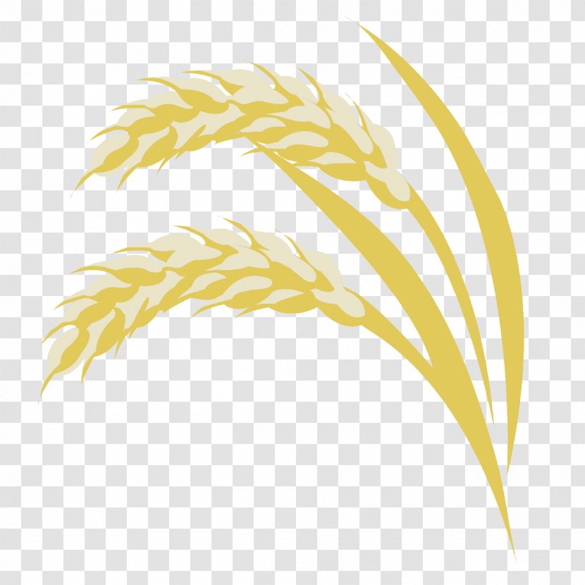 Grasses Commodity Line Family - Grass - Rice Fields Transparent PNG