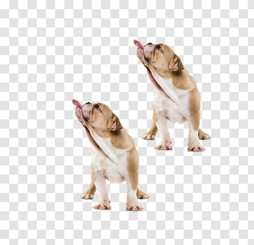 Dachshund Australian Cattle Dog Maltese Pekapoo Puppy - Pug Tongue Transparent PNG