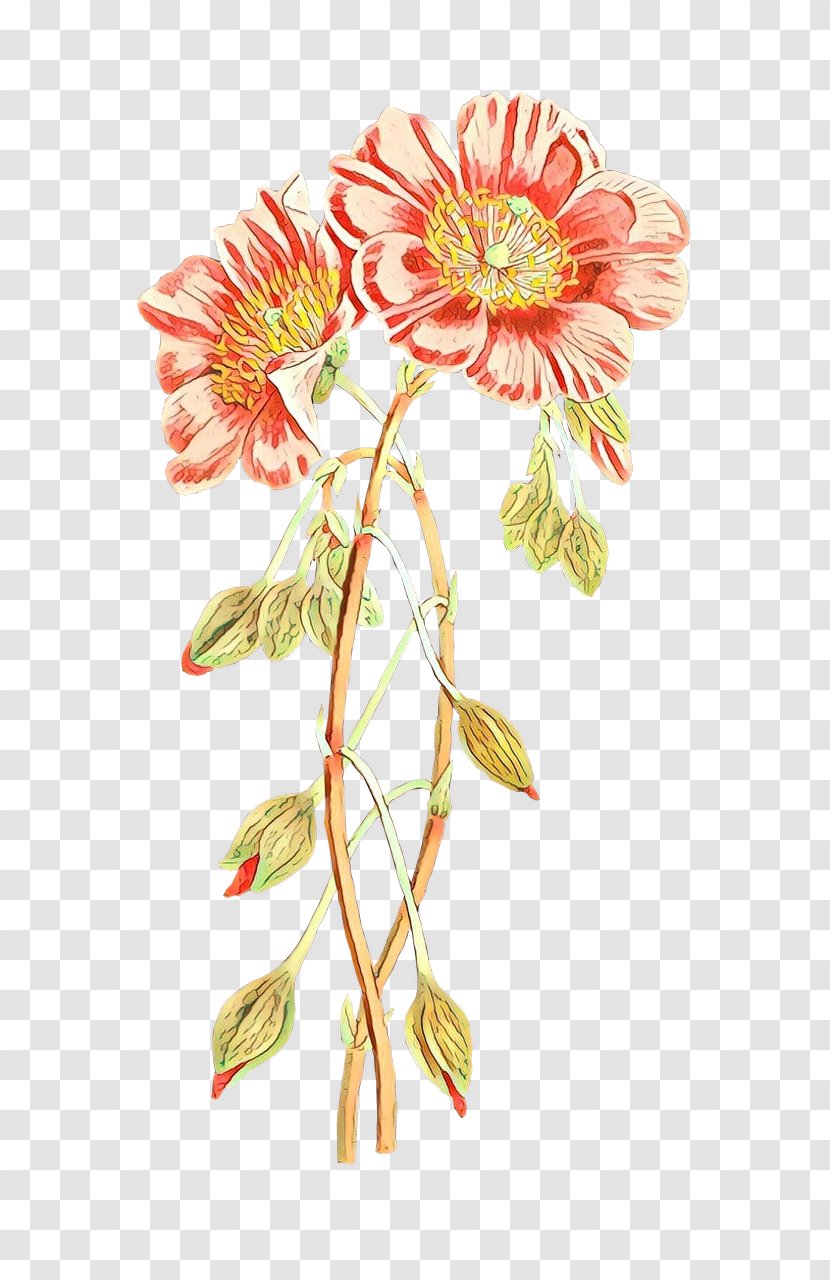 Chrysanthemum Transvaal Daisy Floral Design Cut Flowers - Plants Transparent PNG