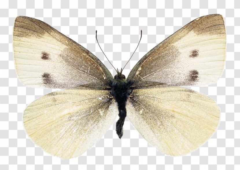 Butterfly Cabbage White Insect Stock Photography - Arthropod Transparent PNG