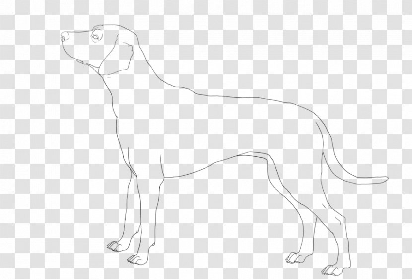 Dalmatian Dog Italian Greyhound Whippet Line Art Drawing - White - Color Spots Transparent PNG