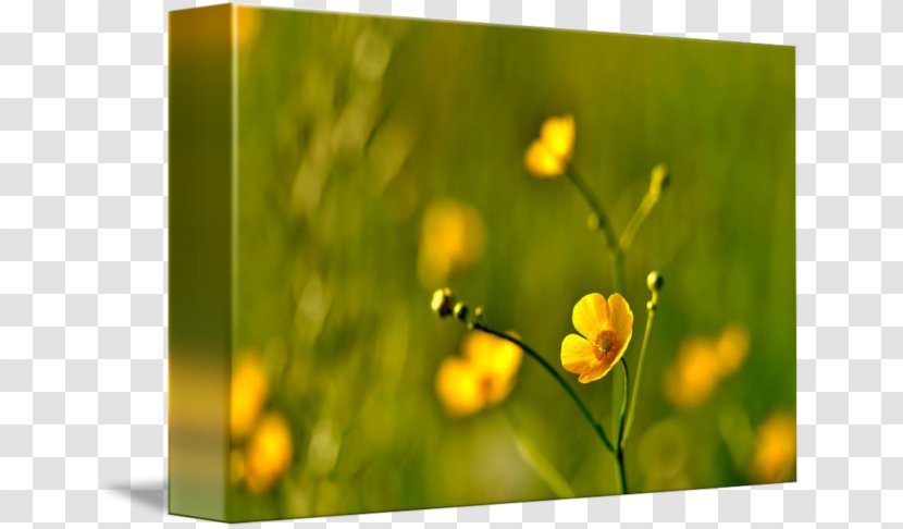 Stock Photography Yellow Royalty-free - Wildflower - Meadow Flowers Transparent PNG