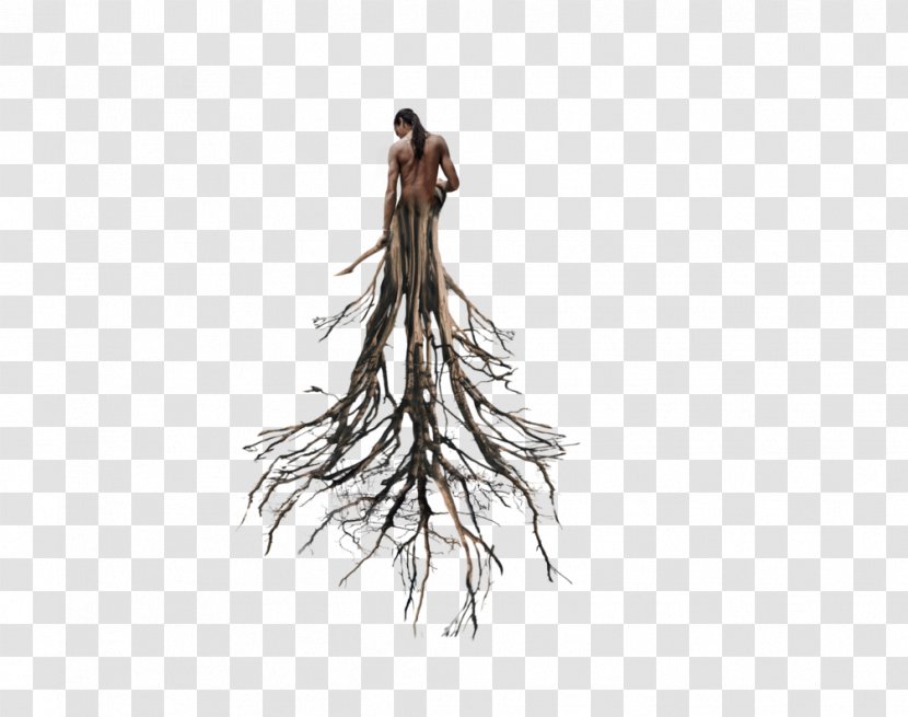 Root Tree Trunk Populus Nigra - Branch Transparent PNG