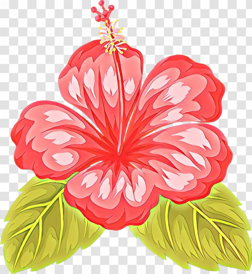 Hibiscus Hawaiian Flower Petal Plant - Anthurium - Flowering Transparent PNG