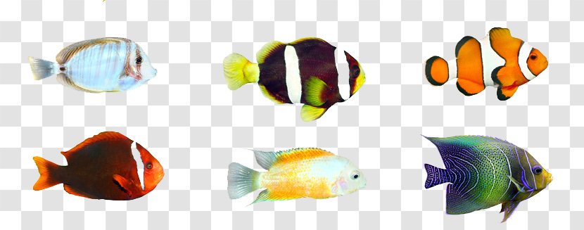 Tropical Fish Stock Photography Aquarium - Ornamental - A Variety Of Transparent PNG