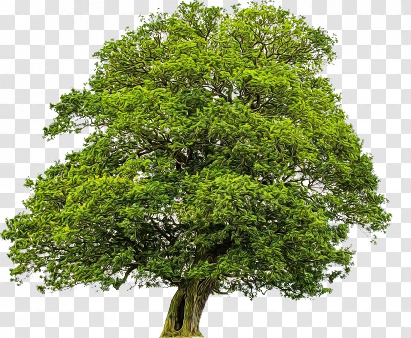 Plane - Oak - Terminalia Catappa Maple Transparent PNG