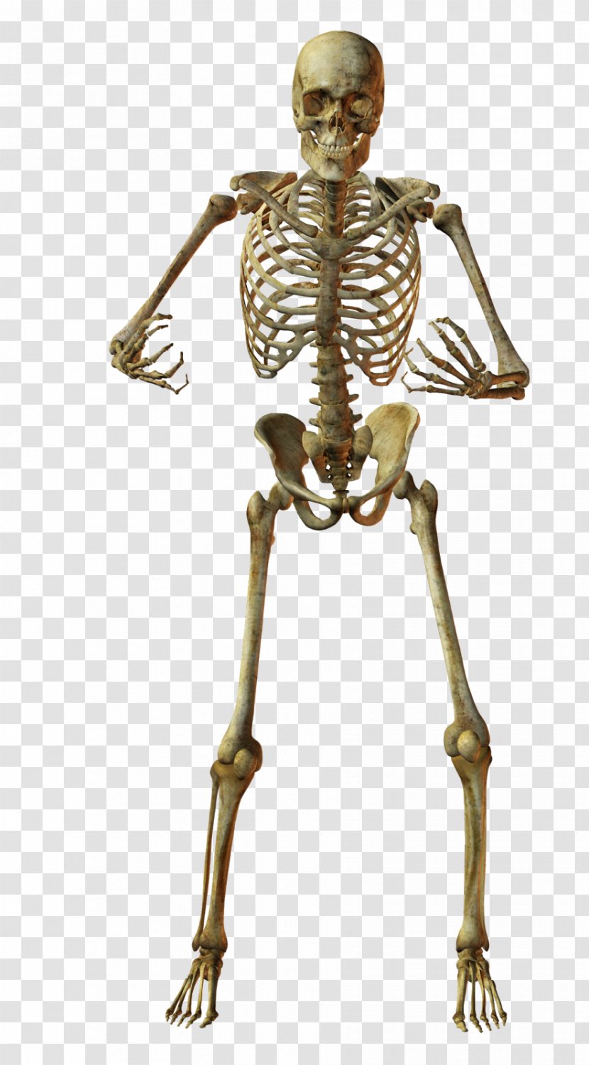 Human Skeleton Bone Anatomy Transparent PNG