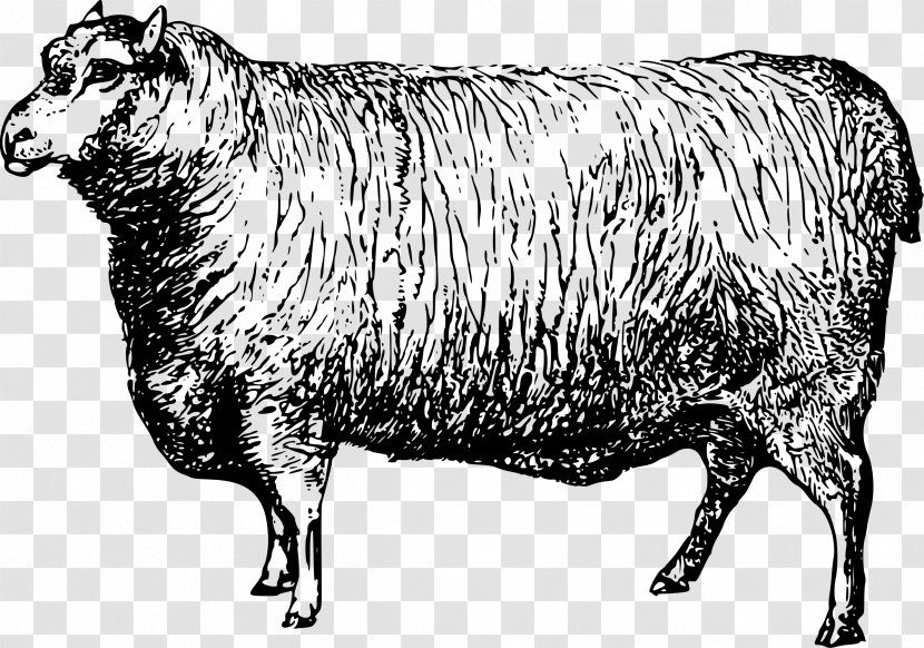 Merino Ox Texas Longhorn Bighorn Sheep Saanen Goat - Black And White - Domba Transparent PNG