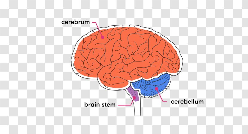 Brainstem Cerebellum Cerebral Cortex White Matter - Flower - Brain Transparent PNG