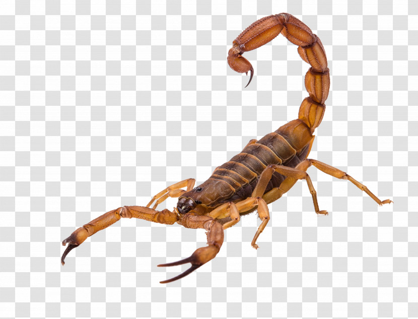 Insect Scorpion Earwigs Pest Arachnid Transparent PNG