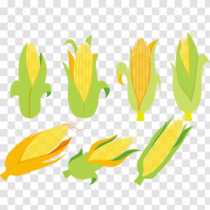 Corn On The Cob Maize Corncob Euclidean Vector - Ear Transparent PNG