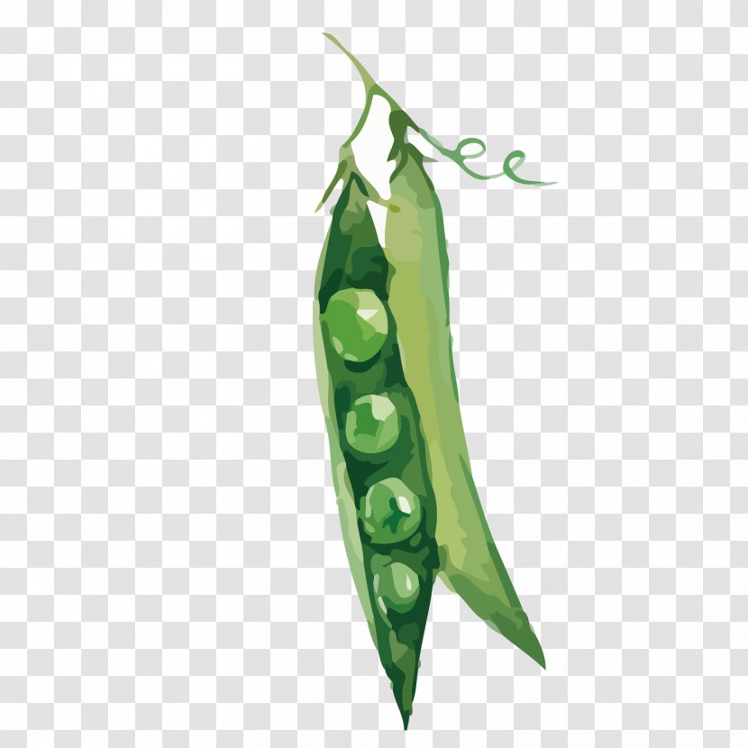 Snow Pea Green Bean Euclidean Vector Vegetable - Food - Pod Illustration Transparent PNG