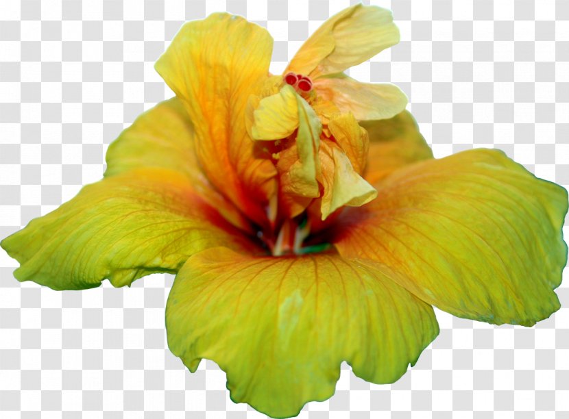 Yellow Hibiscus Soobshchestvo 