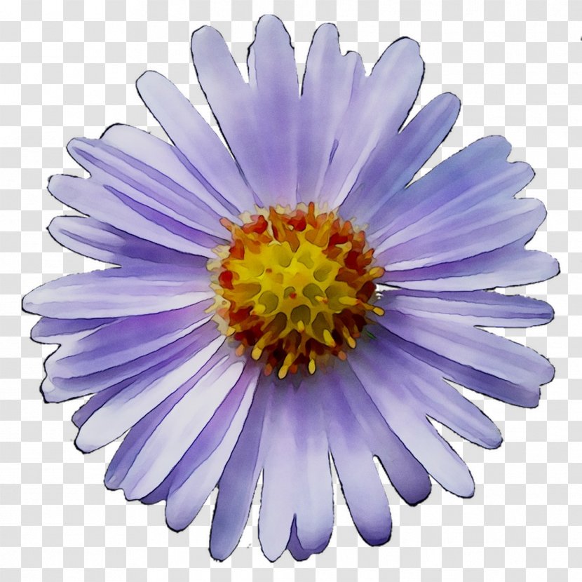 Chrysanthemum Purple - Flower - Daisy Transparent PNG