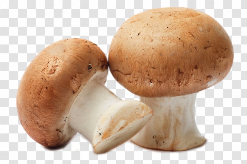 Common Mushroom Food Shimeji Fungiculture - Champignon - HD Transparent PNG