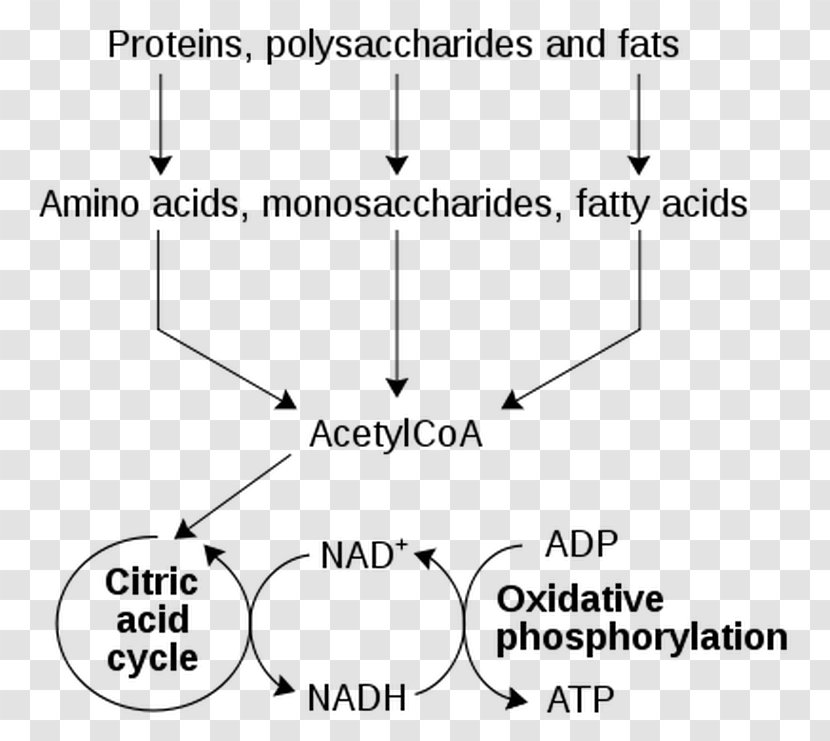Metabolism Nicotinamide Adenine Dinucleotide Catabolism Metabolic Pathway Cell - Text - Parallel Transparent PNG