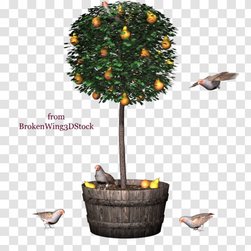 Tree Kumquat Clip Art Transparent PNG