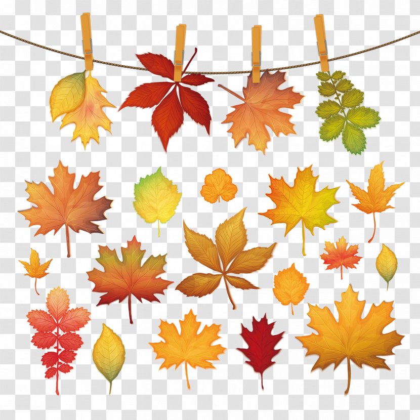 Autumn Leaf Color - Maple - Yellow Leaves Transparent PNG