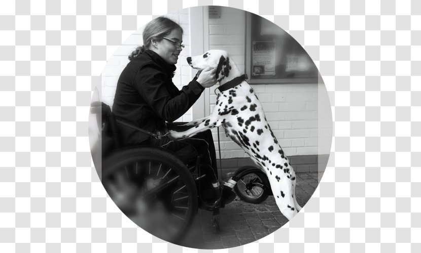 Black And White Wheelchair Walking Human Behavior - Dog Transparent PNG