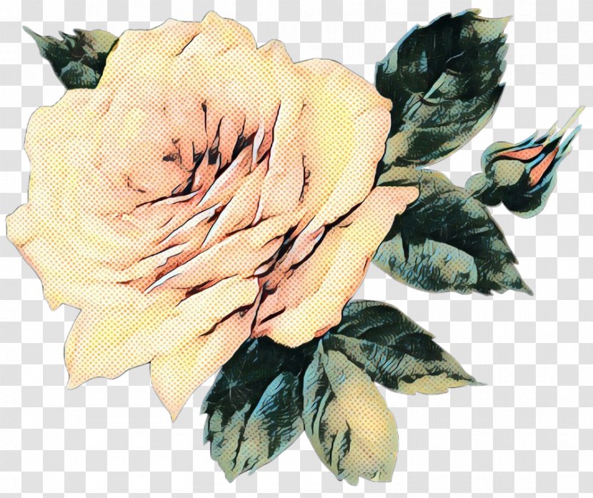 Garden Roses YOSEMITE Album Music Cabbage Rose - Order - Watercolor Paint Transparent PNG