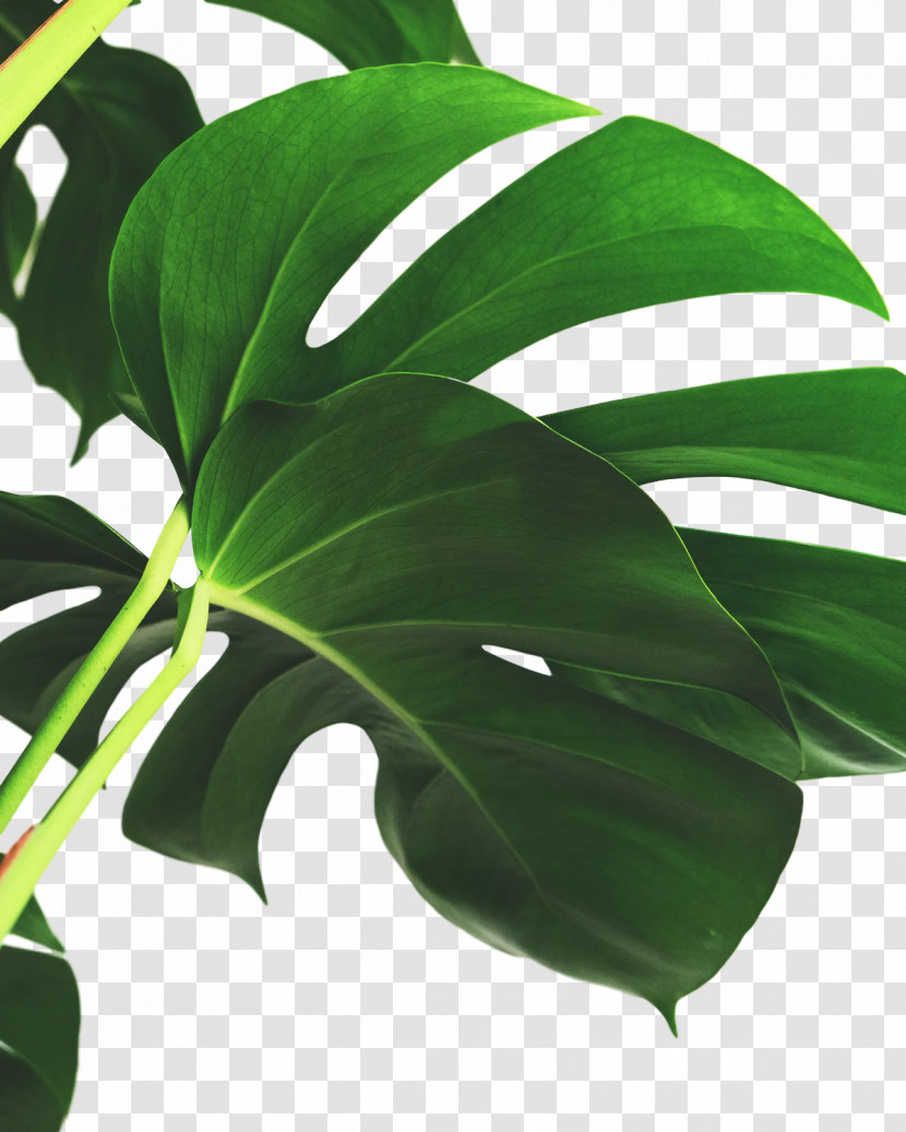 Plant Stem Leaf Houseplant Plants Science Transparent PNG