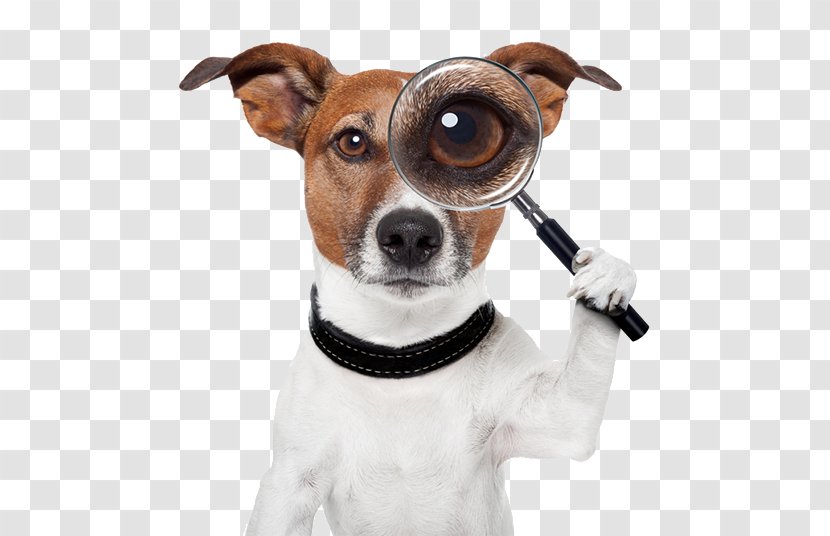 Search And Rescue Dog Puppy Training Pet - Pets Transparent PNG