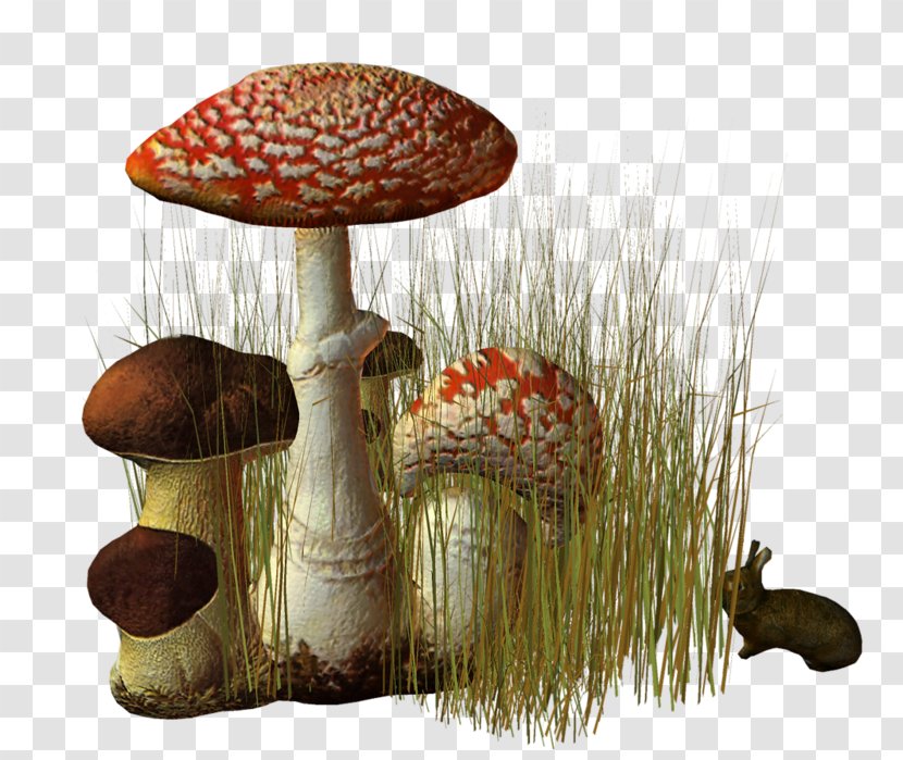Fungus Clip Art Edible Mushroom Centerblog - Oyster Transparent PNG