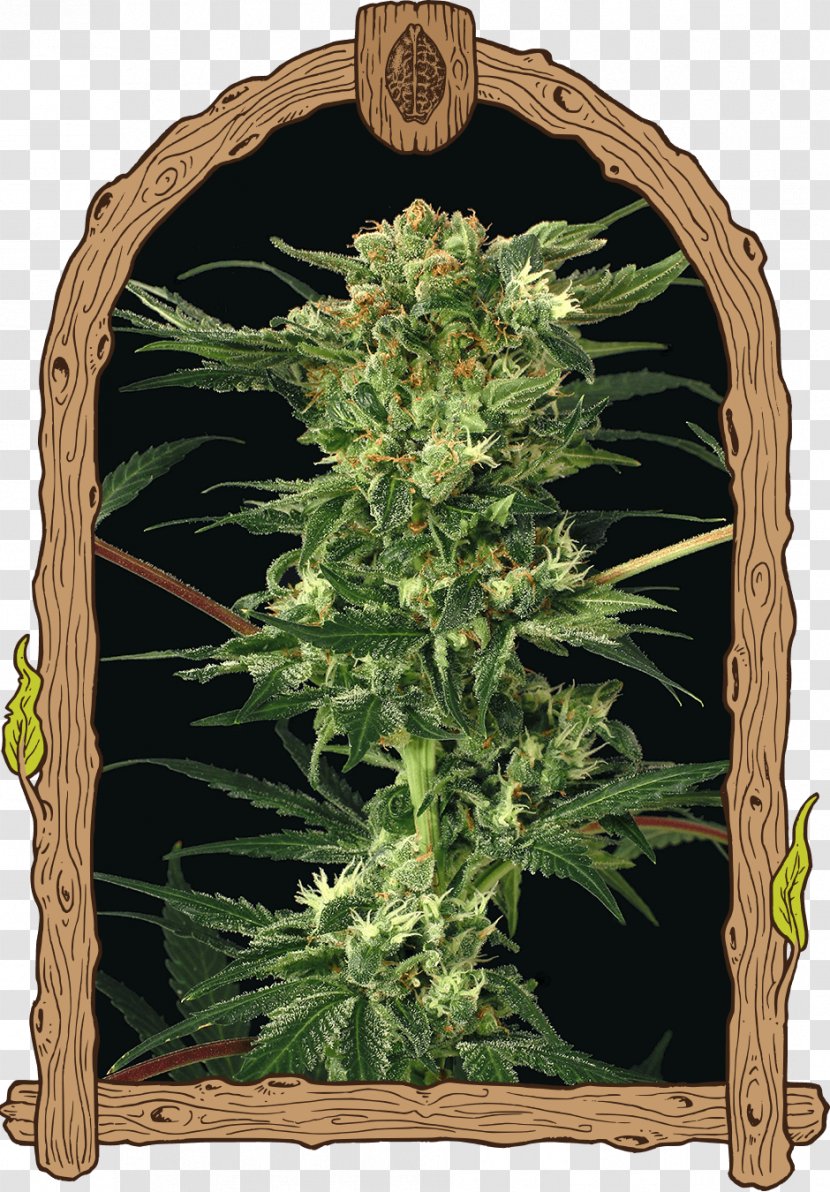 Kush Cannabis Seed Bank Devil - Blueberry Bush Transparent PNG
