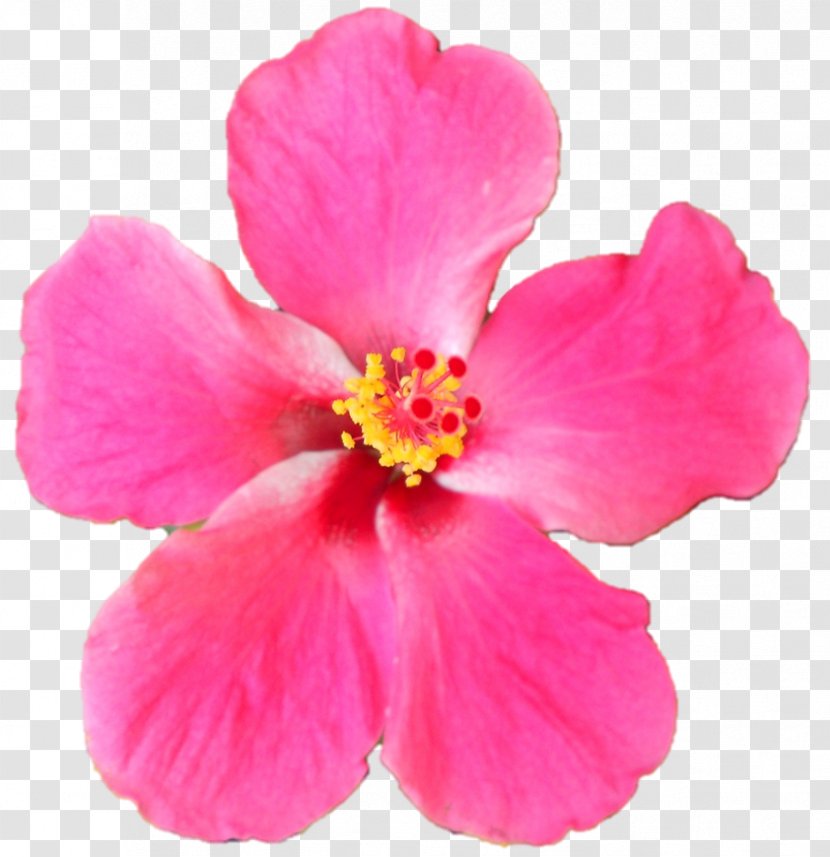 Hibiscus Pink M Herbaceous Plant - Belur Math Transparent PNG