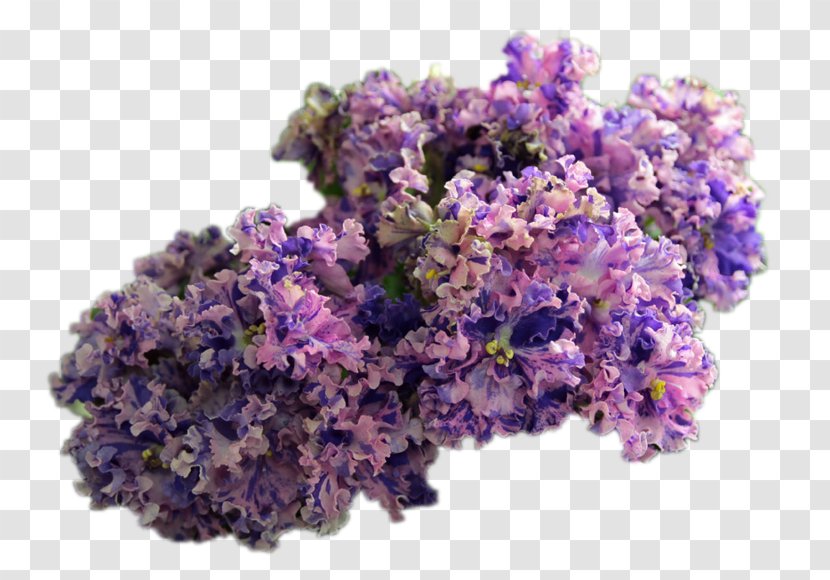 English Lavender Cut Flowers - Plant Transparent PNG